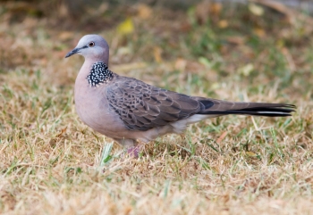 Spotted Dove_0
